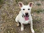 Adopt PHILLIP a Mixed Breed
