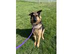 Adopt Goliath a German Shepherd Dog