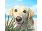 Adopt Max (Was Chase) a Labrador Retriever, Hound