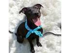 Adopt Renly a Mixed Breed