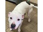 Adopt Kaine a Pit Bull Terrier
