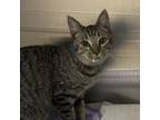 Adopt Snap a Domestic Short Hair