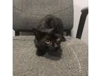 Adopt Fizzbow a Domestic Short Hair