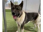 Adopt FERN a Akita