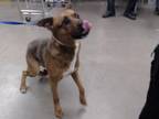 Adopt FROTO a German Shepherd Dog, Pit Bull Terrier