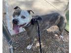 Adopt FRANCIS a Pit Bull Terrier