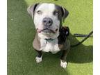 Adopt BUTTERS a Pit Bull Terrier