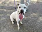 Adopt DUBBS a Pit Bull Terrier, Mixed Breed