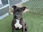Adopt RAY LIOTTA a Pit Bull Terrier