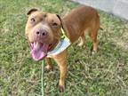 Adopt CHOCO a Pit Bull Terrier, Mixed Breed