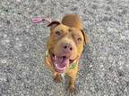 Adopt CHOCO a Pit Bull Terrier, Mixed Breed
