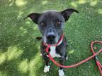Adopt CRANBERRY a Pit Bull Terrier, Mixed Breed