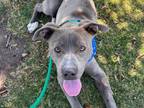 Adopt TOASTER a Pit Bull Terrier