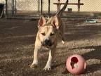Adopt CYRUS a German Shepherd Dog, Pit Bull Terrier