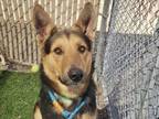 Adopt ROBBIE a German Shepherd Dog