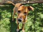 Adopt LEMON a Pit Bull Terrier