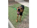 Adopt DUKE a Black and Tan Coonhound, Mixed Breed