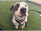 Adopt CODY a Pit Bull Terrier