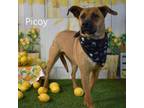 Adopt Picoy a Terrier