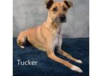 Adopt Tucker a Shepherd