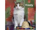 Adopt Frosty a Domestic Medium Hair