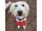 Adopt Bowie a Golden Retriever, Standard Poodle