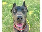 Adopt EKKO a Presa Canario, Mixed Breed