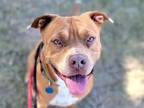 Adopt CHICO a Pit Bull Terrier
