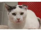 Adopt VAN GOGH JUNIOR* a Domestic Short Hair, Turkish Van