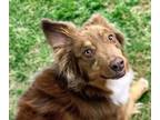 Adopt BEAR a Australian Shepherd