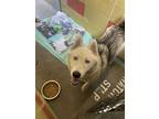 Adopt AZUL a Siberian Husky