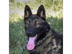 Adopt DRAKE a German Shepherd Dog