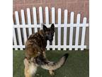 Adopt DRAKE a German Shepherd Dog