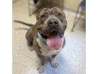 Adopt CHATO a Pit Bull Terrier