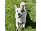 Adopt SPLIT a Cardigan Welsh Corgi, Mixed Breed