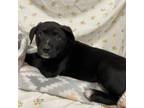 Adopt ARCHER a Labrador Retriever, Mixed Breed