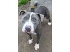Adopt AKILLIZ a Pit Bull Terrier, Mixed Breed