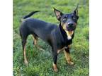 Adopt WILL a Doberman Pinscher, German Shepherd Dog
