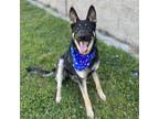 Adopt RICKY a German Shepherd Dog