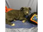 Adopt JANGO a Pit Bull Terrier, Mixed Breed