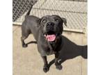 Adopt PERRY a American Staffordshire Terrier