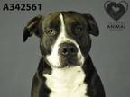 Adopt CHARLES a Pit Bull Terrier
