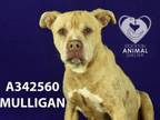 Adopt MULLIGAN a Pit Bull Terrier
