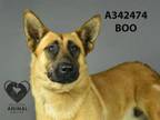 Adopt BOO a German Shepherd Dog