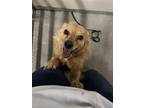 Adopt HARRY POTTER a Terrier