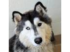 Adopt Dog a Siberian Husky