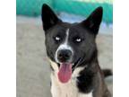 Adopt Dog a Akita, Mixed Breed