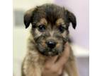 Adopt Hershey a Terrier, Mixed Breed