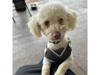 Adopt Prince a Poodle