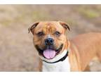 Adopt Benji a Pit Bull Terrier